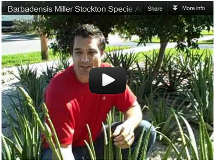 click to watch video Stockton Special Aloe Plant