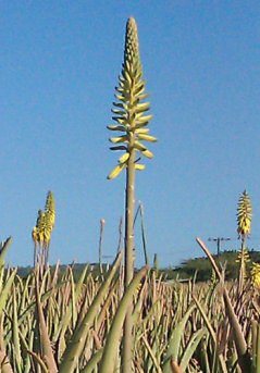 Image of Aloe Vera Flower