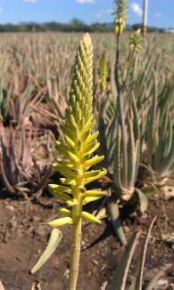 image of Aloe Vera Plant Flower in the wild