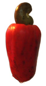 image of a raw cashew