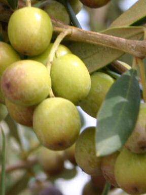 Olives On A Tree